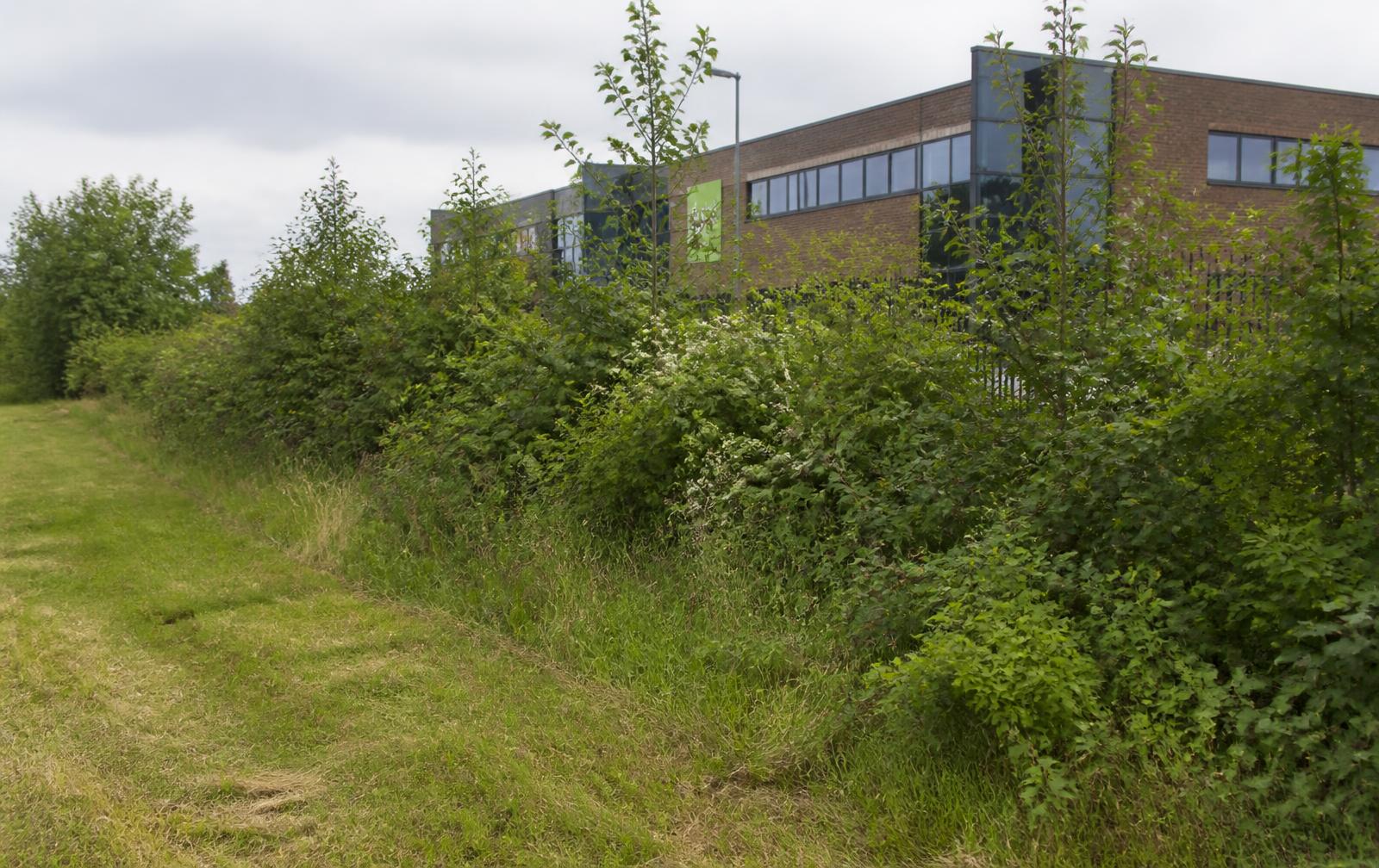 Brede, gevarieerde houtkant van inheemse struiken en jonge bomen langs de rand van een bedrijventerrein